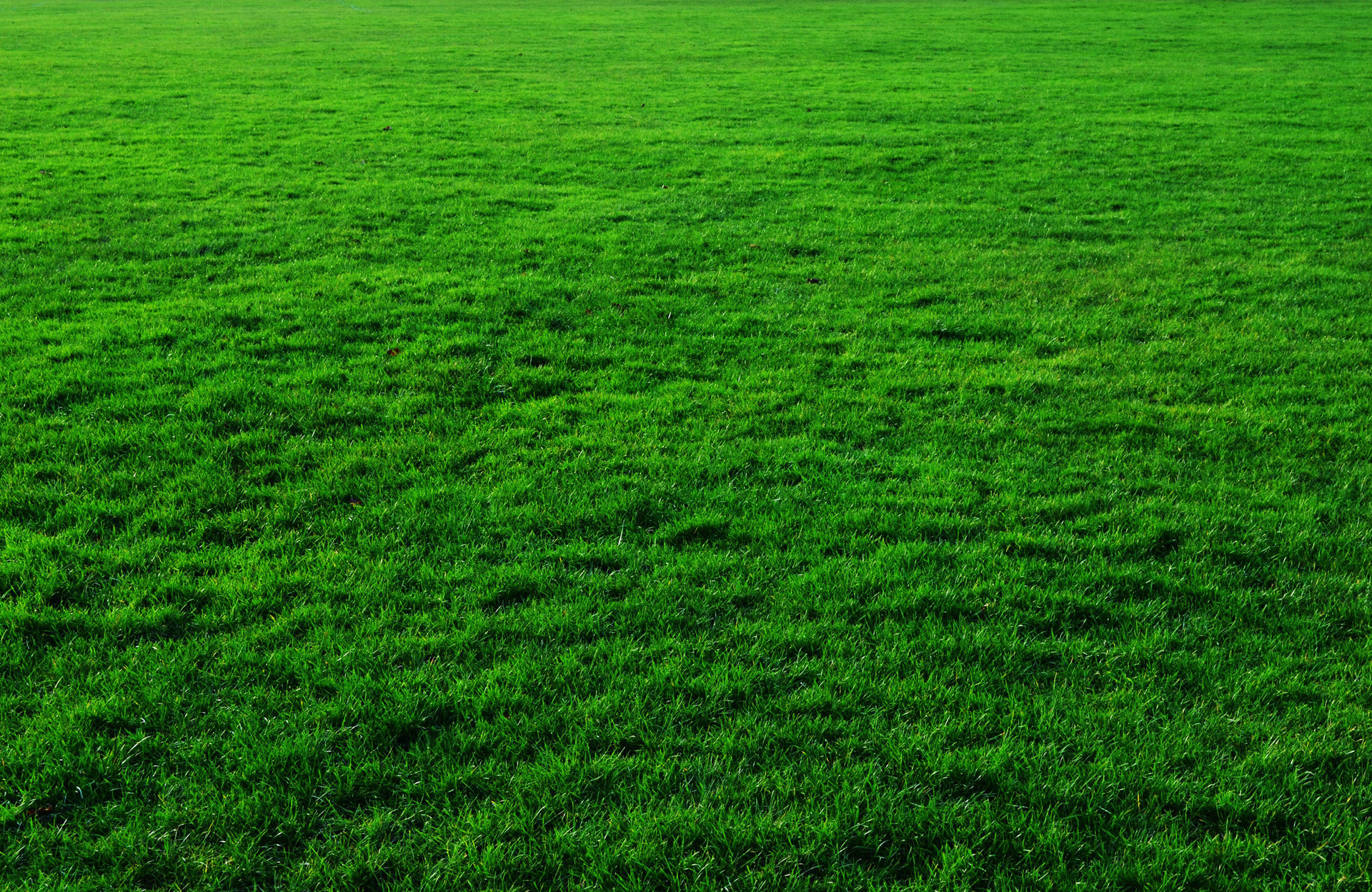 grass